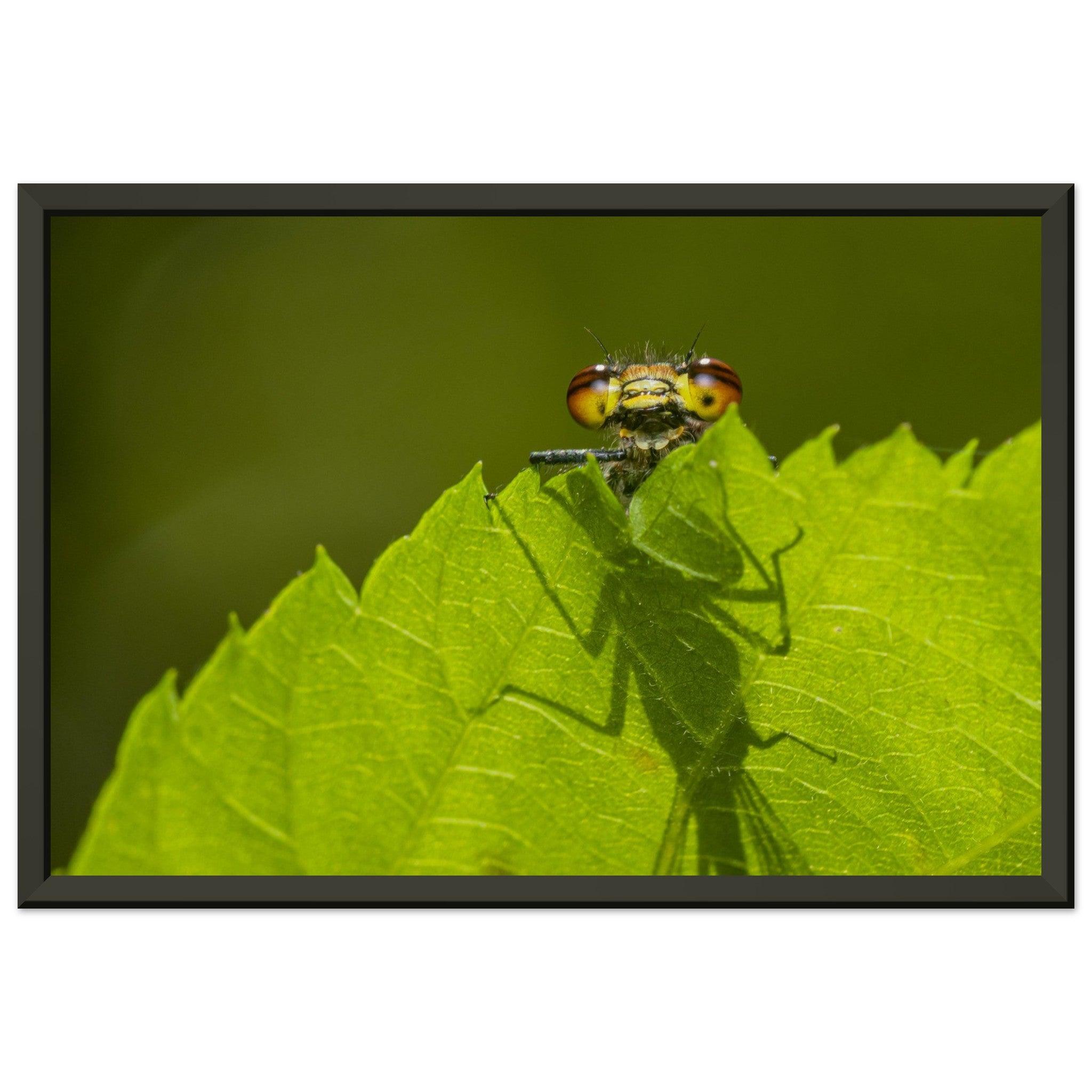 Neugierige Adonisjungfer Libelle - Printree.ch Auge, Blume, erstaunliche natur, Farbe, farbig, Fauna, Fliege, Frühling, grün, im Freien, Insekt, Käfer, Macro, Makro, Nahaufnahme, Natur, Naturschönheit, natürlich, Pflanze, schön, Sommer, Tierwelt, Tilmann Schnyder, Umwelt, wild, Wildtiere