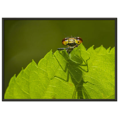 Neugierige Adonisjungfer Libelle - Printree.ch Auge, Blume, erstaunliche natur, Farbe, farbig, Fauna, Fliege, Frühling, grün, im Freien, Insekt, Käfer, Macro, Makro, Nahaufnahme, Natur, Naturschönheit, natürlich, Pflanze, schön, Sommer, Tierwelt, Tilmann Schnyder, Umwelt, wild, Wildtiere