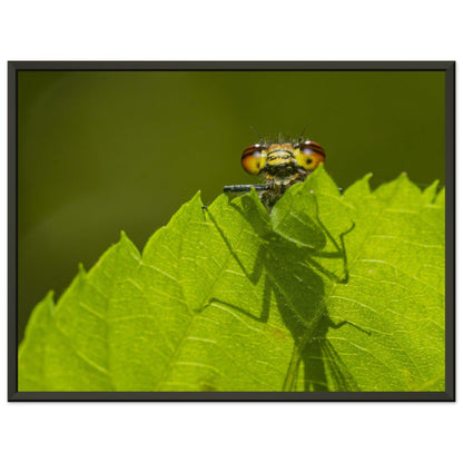 Neugierige Adonisjungfer Libelle - Printree.ch Auge, Blume, erstaunliche natur, Farbe, farbig, Fauna, Fliege, Frühling, grün, im Freien, Insekt, Käfer, Macro, Makro, Nahaufnahme, Natur, Naturschönheit, natürlich, Pflanze, schön, Sommer, Tierwelt, Tilmann Schnyder, Umwelt, wild, Wildtiere