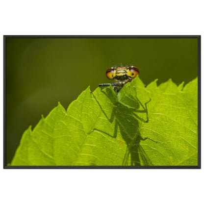 Neugierige Adonisjungfer Libelle - Printree.ch Auge, Blume, erstaunliche natur, Farbe, farbig, Fauna, Fliege, Frühling, grün, im Freien, Insekt, Käfer, Macro, Makro, Nahaufnahme, Natur, Naturschönheit, natürlich, Pflanze, schön, Sommer, Tierwelt, Tilmann Schnyder, Umwelt, wild, Wildtiere