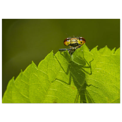 Neugierige Adonisjungfer Libelle - Printree.ch Auge, Blume, erstaunliche natur, Farbe, farbig, Fauna, Fliege, Frühling, grün, im Freien, Insekt, Käfer, Macro, Makro, Nahaufnahme, Natur, Naturschönheit, natürlich, Pflanze, schön, Sommer, Tierwelt, Tilmann Schnyder, Umwelt, wild, Wildtiere