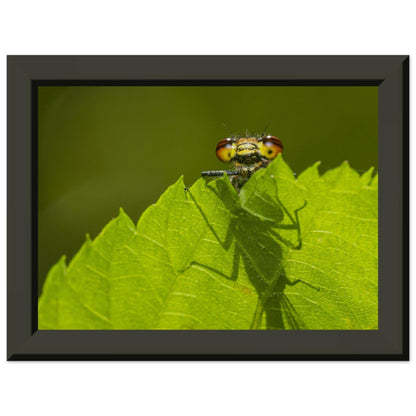 Neugierige Adonisjungfer Libelle - Printree.ch Auge, Blume, erstaunliche natur, Farbe, farbig, Fauna, Fliege, Frühling, grün, im Freien, Insekt, Käfer, Macro, Makro, Nahaufnahme, Natur, Naturschönheit, natürlich, Pflanze, schön, Sommer, Tierwelt, Tilmann Schnyder, Umwelt, wild, Wildtiere