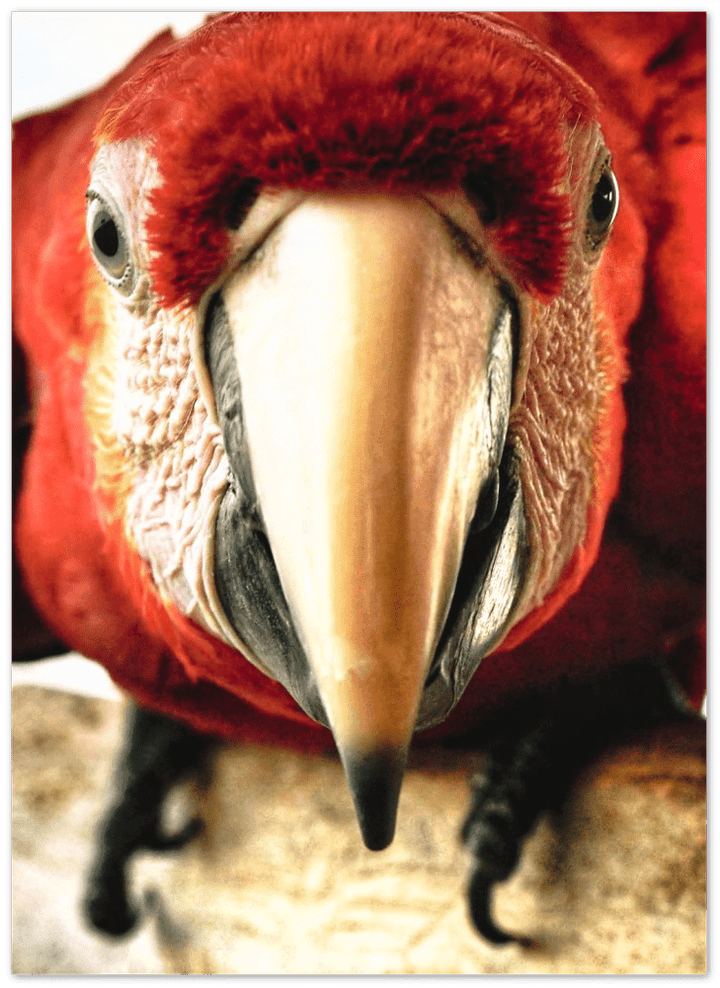 Papagei - Printree.ch einfachschweizer, exklusiv, Foto, Fotografie, Natur, papagei, Poster, Reisen, Südamerika, Tiere