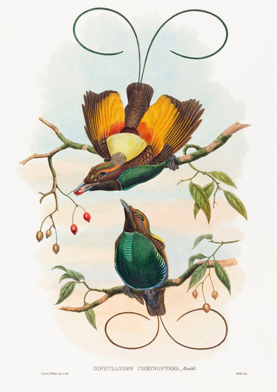 Paradiesvogel - Printree.ch Aquarell, farbenfroh, Malerei, Ornithologie, Poster, Singvogel, vintage, Vogel, wildes Leben, wildlife