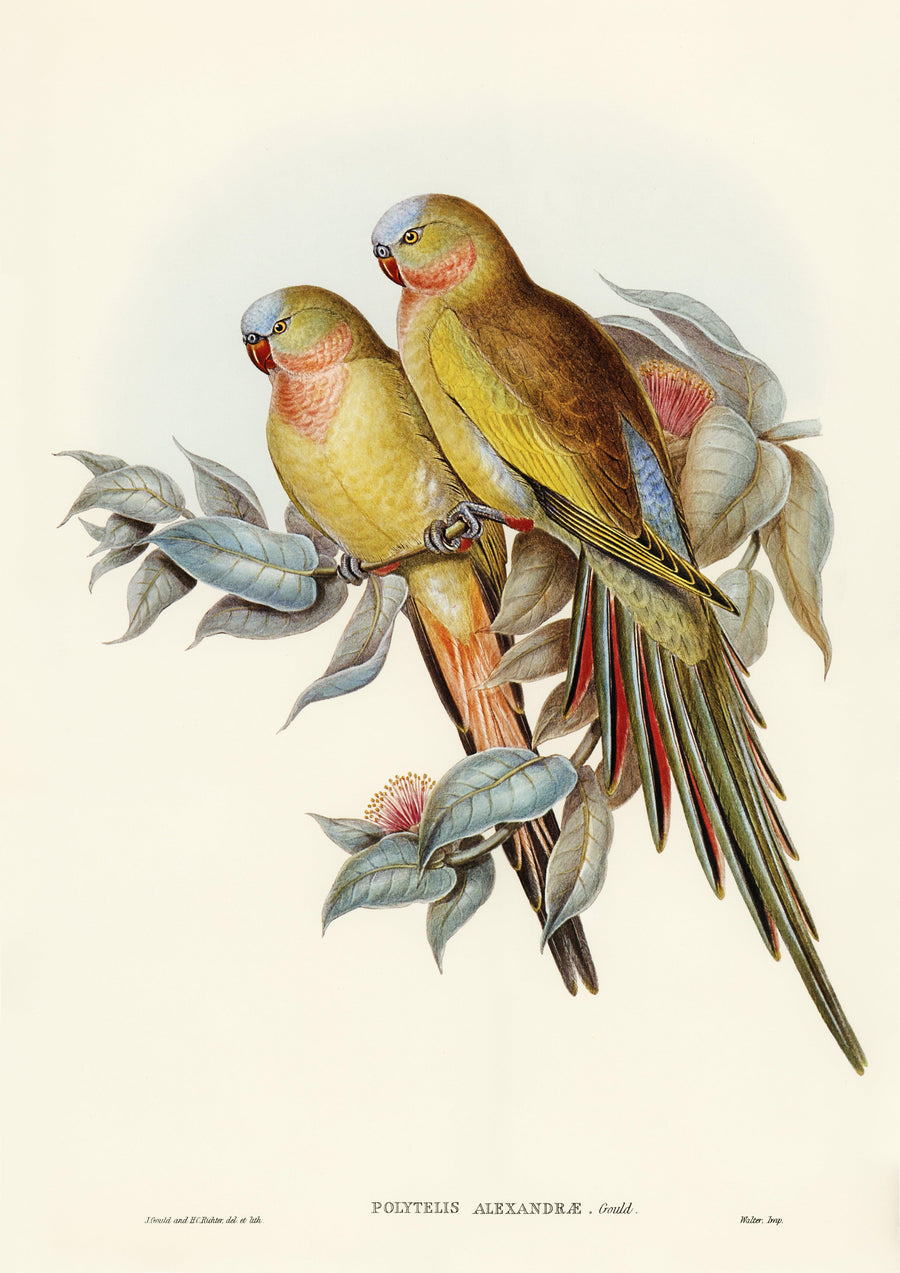 Prinzessinen Papagei - Printree.ch Aquarell, farbenfroh, Malerei, Ornithologie, Poster, Singvogel, vintage, Vogel, wildes Leben, wildlife