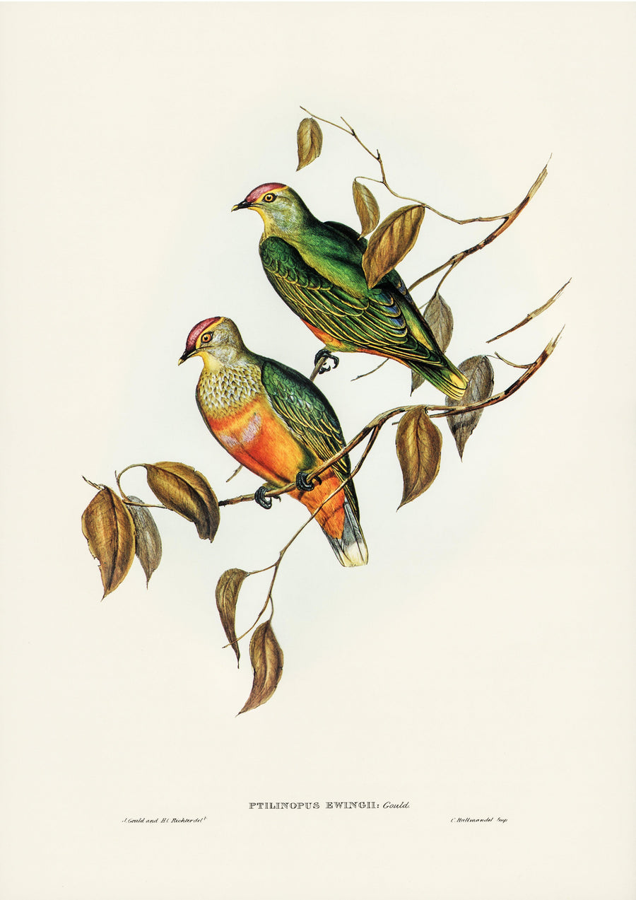 Ptilinopus Ewingii Von J. Gould - Printree.ch Aquarell, farbenfroh, Malerei, Ornithologie, Poster, Singvogel, vintage, Vogel, wildes Leben, wildlife