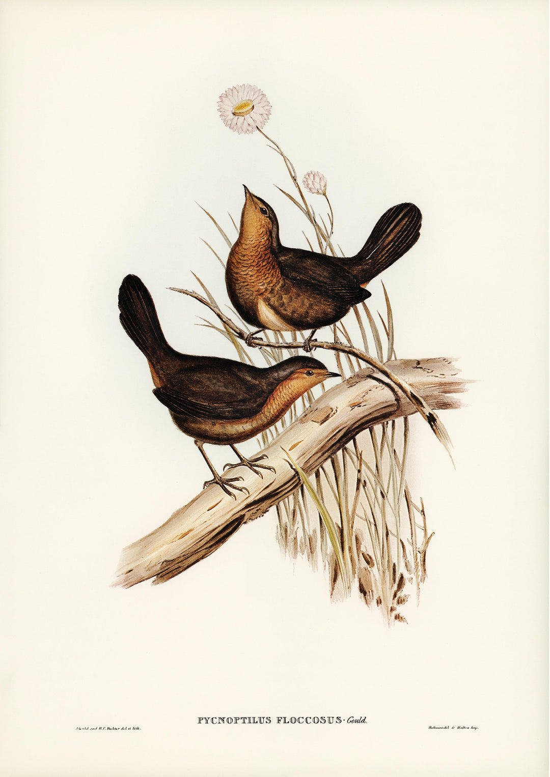 Pycnoptilus floccosus — Pilotbird - Printree.ch Aquarell, farbenfroh, Malerei, Ornithologie, Poster, Singvogel, vintage, Vogel, wildes Leben, wildlife