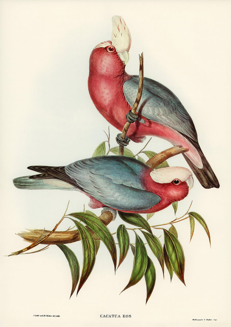 Rosenbrustkakadu (Cacatua Eos).jpg - Printree.ch Aquarell, farbenfroh, Malerei, Ornithologie, Poster, Singvogel, vintage, Vogel, wildes Leben, wildlife