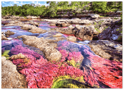 Roter Fluss Kolumbien - Printree.ch baum, einfachschweizer, erstaunliche landschaft, erstaunliche natur, exklusiv, fabelhaft, farbe, farben, fluss, Foto, Fotografie, fünf farben fluss, grün, hintergründe, kaskade, kaskaden, katalonien, kolumbien, llanos, macarena, meta, natur, naturalisieren, pflanzen, Poster, regenbogen fluss, Reisen, rosa, rot, schlucht, see, stausee, Südamerika, tierra, tälern, vida