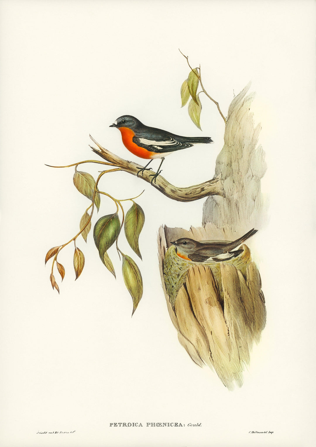 Rotkehlchen (Petroica phoenicea) - Printree.ch Aquarell, farbenfroh, Malerei, Ornithologie, Poster, Singvogel, vintage, Vogel, wildes Leben, wildlife