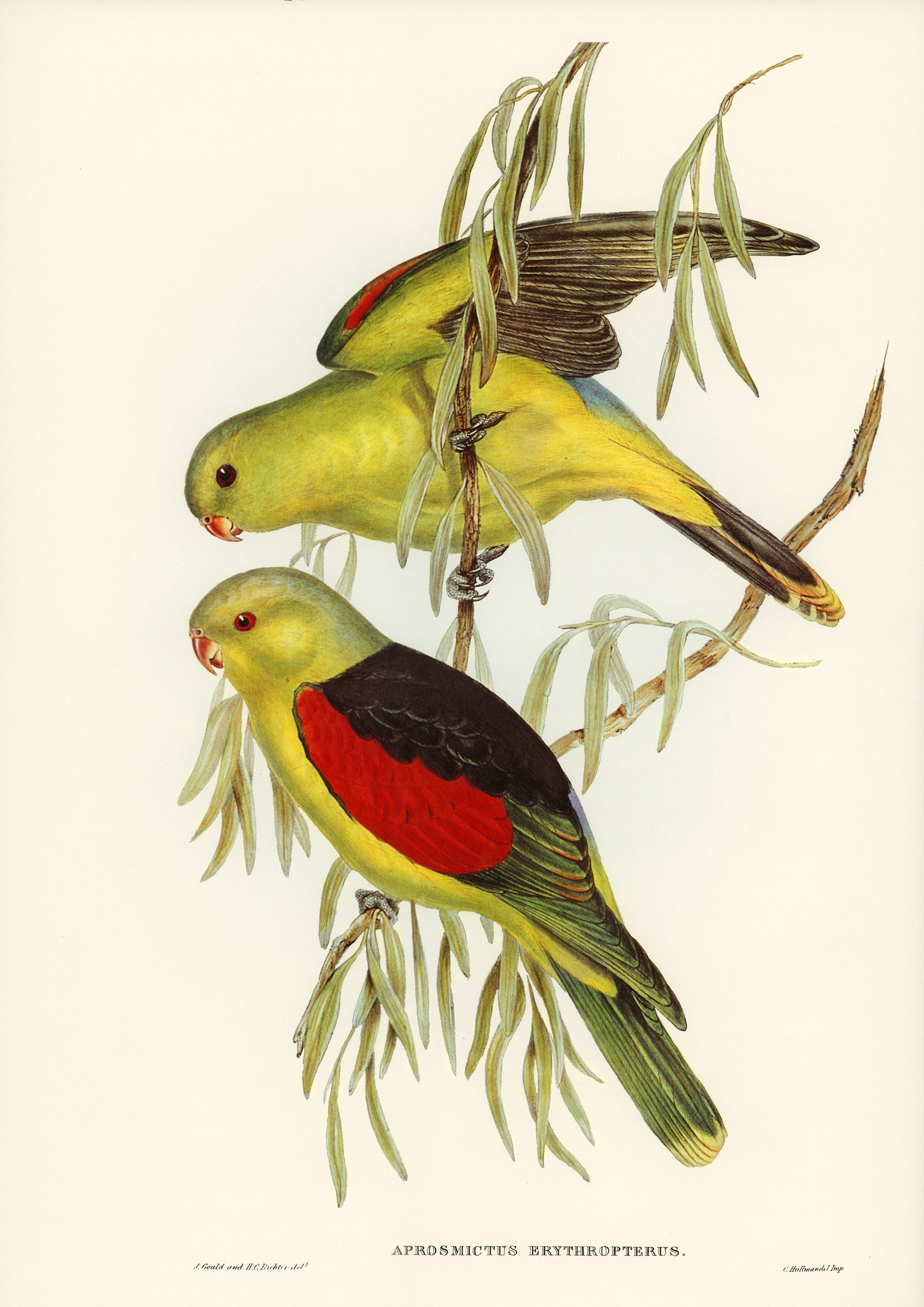 Rotschwingenlori (Aprosmictus Erythropterus ).jpg - Printree.ch Aquarell, farbenfroh, Malerei, Ornithologie, Poster, Singvogel, vintage, Vogel, wildes Leben, wildlife