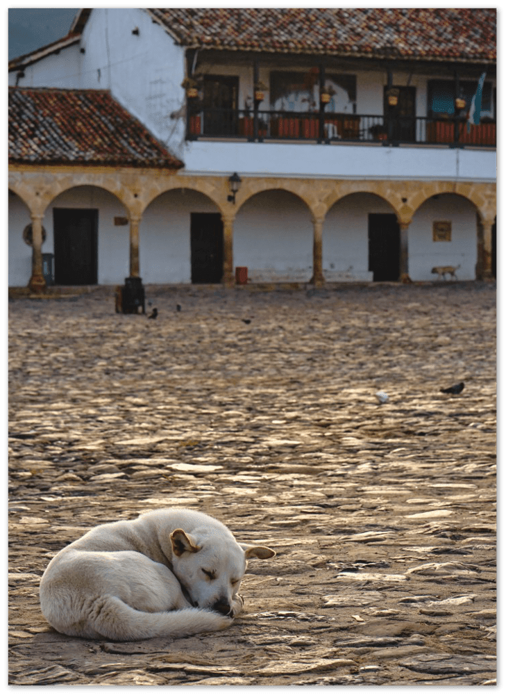 Schlafender Hund - Printree.ch einfachschweizer, exklusiv, Foto, Fotografie, Poster, Reisen, Südamerika, Tiere