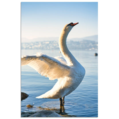 Schwan am Morgen - Printree.ch alt, architektur, blau, blick, brücke, eifach-züri, europa, europäisch, fluss, gebäude, grossmünster, innenstadt, kathedrale, kirche, limmat, panorama, reisen, schweiz, schweizer, see, skyline, stadt, stadtbild, strasse, tourismus, turm, urban, wahrzeichen, zürich