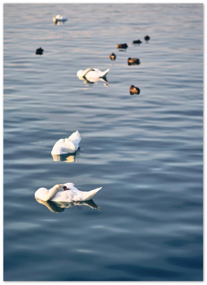 Schwäne - Printree.ch cygnus, eifach-züri, einfachschweizer, europa, europäisch, exklusiv, fluss, flügel, Foto, Fotografie, im freien, landschaft, natur, ornithologie, park, Poster, quay, reisen, schnabel, schwan, schweiz, schweizer, schwimmen, schön, see, stadt, tourist, ufer, umwelt, vögel, wasser, wasservogel, weiss, wildtiere, zoo, zurichby.ch, Zürich