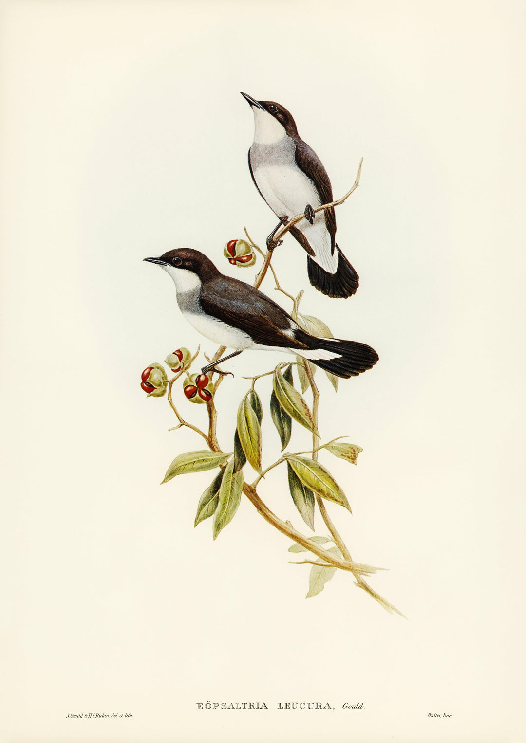 Seekehlchen (Eopsaltria leucura), illustriert von Elizabeth Gould - Printree.ch Aquarell, farbenfroh, Malerei, Ornithologie, Poster, Singvogel, vintage, Vogel, wildes Leben, wildlife