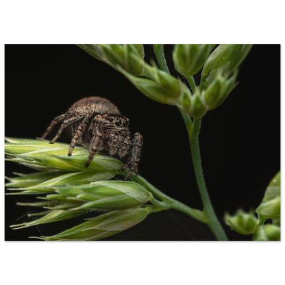 Springspinne #3 - Printree.ch Auge, Blume, Farbe, farbig, Fauna, Fliege, Frühling, grün, im Freien, Insekt, Käfer, Makro, Martin_Reichenbach, Nahaufnahme, Natur, natürlich, Pflanze, schön, Sommer, Tierwelt, Umwelt, wild