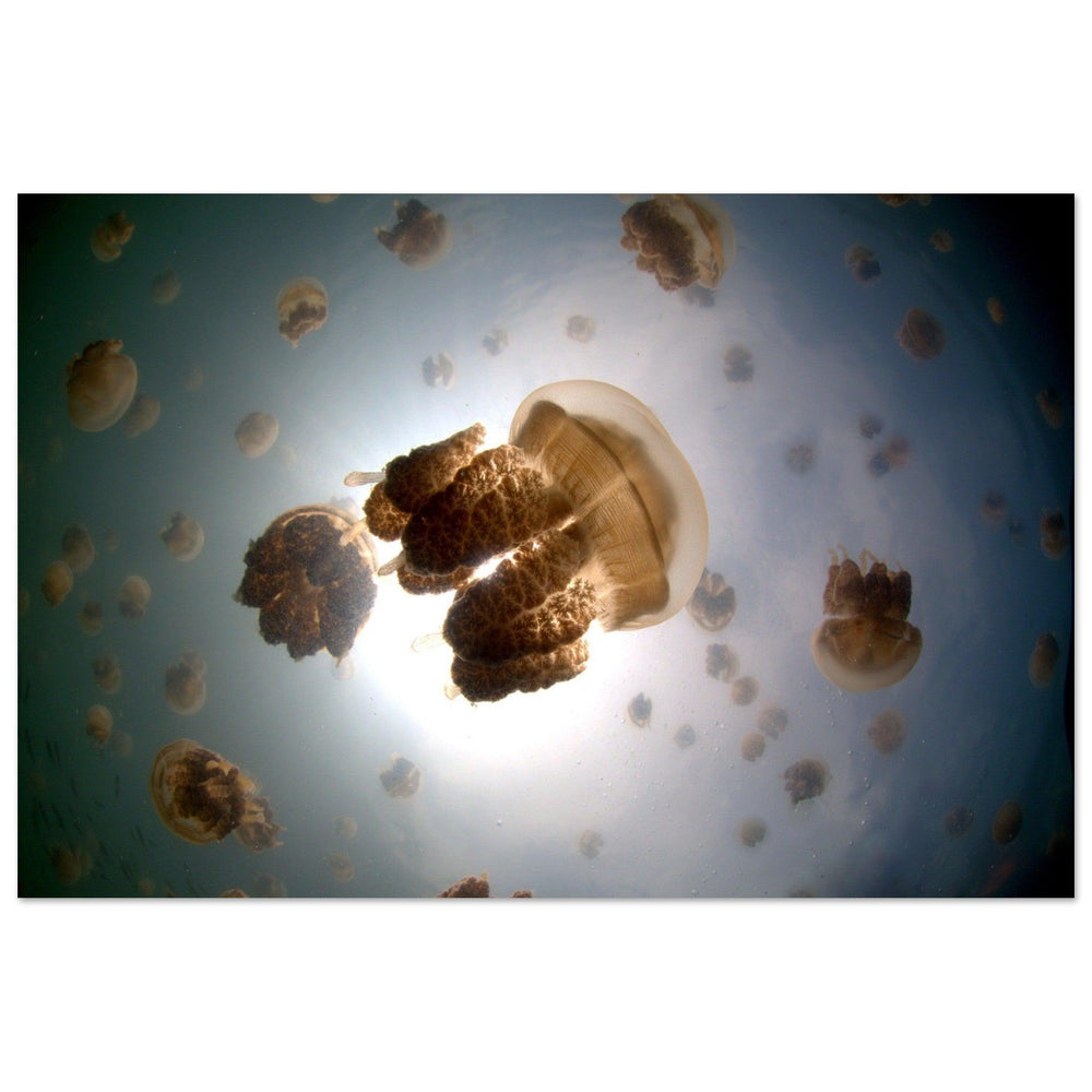 Tanz der Medusen | Jellyfish Golden - Printree.ch Fisch, Foto, Fotografie, meer, Meereslandschaft, ozean, SABRINA SIGNER, Unterwasserwelt