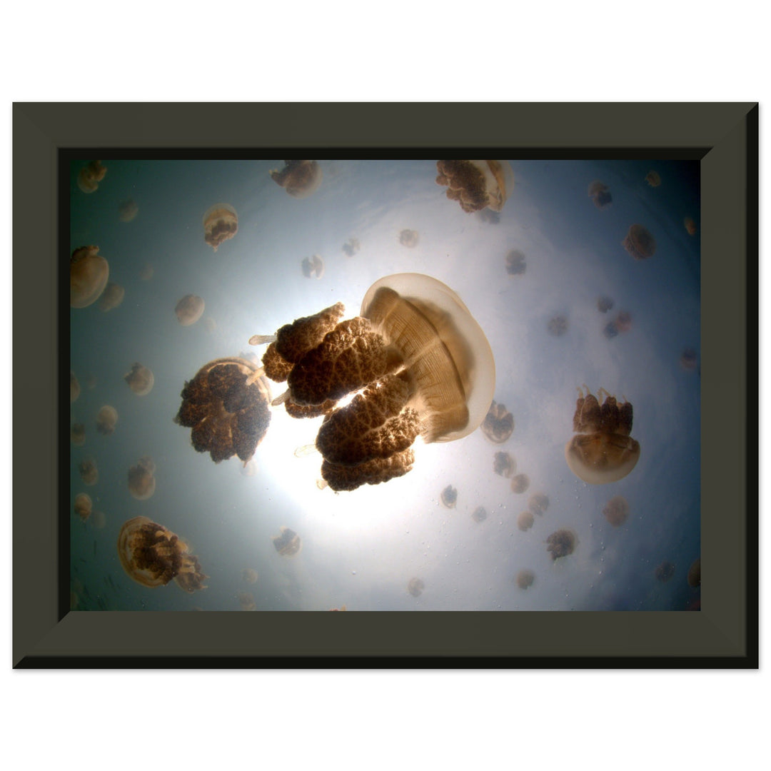 Tanz der Medusen | Jellyfish Golden - Printree.ch Fisch, Foto, Fotografie, meer, Meereslandschaft, ozean, SABRINA SIGNER, Unterwasserwelt
