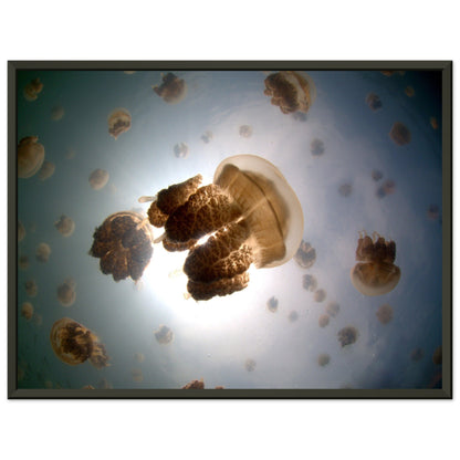 Tanz der Medusen | Jellyfish Golden - Printree.ch Fisch, Foto, Fotografie, meer, Meereslandschaft, ozean, SABRINA SIGNER, Unterwasserwelt