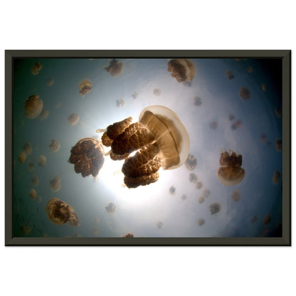 Tanz der Medusen | Jellyfish Golden - Printree.ch Fisch, Foto, Fotografie, meer, Meereslandschaft, ozean, SABRINA SIGNER, Unterwasserwelt