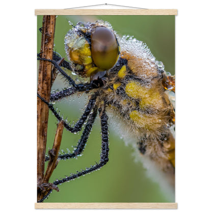 Taufrische Vierfleck Libelle - Printree.ch Auge, Blume, Eleganz, Erfrischend, Farbe, farbig, Fauna, Fliege, Fotografie, Fotografieenthusiasten, Frühling, grün, im Freien, Insekt, Kleine Insekten, Käfer, Liebe zum Detail, Makro, Makrofotografie, Morgenglanz, Nahaufnahme, Natur, Naturliebhaber, Naturwunder, natürlich, Pflanze, Schweizer Natur, schön, Sommer, Tau, Tautropfen, Tierwelt, Tilmann Schnyder, Umwelt, Vierfleck Libelle, wild, Zartheit, Zauberhaft