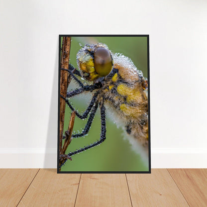 Taufrische Vierfleck Libelle - Printree.ch Auge, Blume, Eleganz, Erfrischend, Farbe, farbig, Fauna, Fliege, Fotografie, Fotografieenthusiasten, Frühling, grün, im Freien, Insekt, Kleine Insekten, Käfer, Liebe zum Detail, Makro, Makrofotografie, Morgenglanz, Nahaufnahme, Natur, Naturliebhaber, Naturwunder, natürlich, Pflanze, Schweizer Natur, schön, Sommer, Tau, Tautropfen, Tierwelt, Tilmann Schnyder, Umwelt, Vierfleck Libelle, wild, Zartheit, Zauberhaft