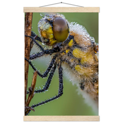 Taufrische Vierfleck Libelle - Printree.ch Auge, Blume, Eleganz, Erfrischend, Farbe, farbig, Fauna, Fliege, Fotografie, Fotografieenthusiasten, Frühling, grün, im Freien, Insekt, Kleine Insekten, Käfer, Liebe zum Detail, Makro, Makrofotografie, Morgenglanz, Nahaufnahme, Natur, Naturliebhaber, Naturwunder, natürlich, Pflanze, Schweizer Natur, schön, Sommer, Tau, Tautropfen, Tierwelt, Tilmann Schnyder, Umwelt, Vierfleck Libelle, wild, Zartheit, Zauberhaft