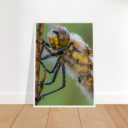 Taufrische Vierfleck Libelle - Printree.ch Auge, Blume, Eleganz, Erfrischend, Farbe, farbig, Fauna, Fliege, Fotografie, Fotografieenthusiasten, Frühling, grün, im Freien, Insekt, Kleine Insekten, Käfer, Liebe zum Detail, Makro, Makrofotografie, Morgenglanz, Nahaufnahme, Natur, Naturliebhaber, Naturwunder, natürlich, Pflanze, Schweizer Natur, schön, Sommer, Tau, Tautropfen, Tierwelt, Tilmann Schnyder, Umwelt, Vierfleck Libelle, wild, Zartheit, Zauberhaft