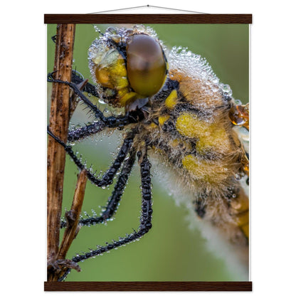 Taufrische Vierfleck Libelle - Printree.ch Auge, Blume, Eleganz, Erfrischend, Farbe, farbig, Fauna, Fliege, Fotografie, Fotografieenthusiasten, Frühling, grün, im Freien, Insekt, Kleine Insekten, Käfer, Liebe zum Detail, Makro, Makrofotografie, Morgenglanz, Nahaufnahme, Natur, Naturliebhaber, Naturwunder, natürlich, Pflanze, Schweizer Natur, schön, Sommer, Tau, Tautropfen, Tierwelt, Tilmann Schnyder, Umwelt, Vierfleck Libelle, wild, Zartheit, Zauberhaft