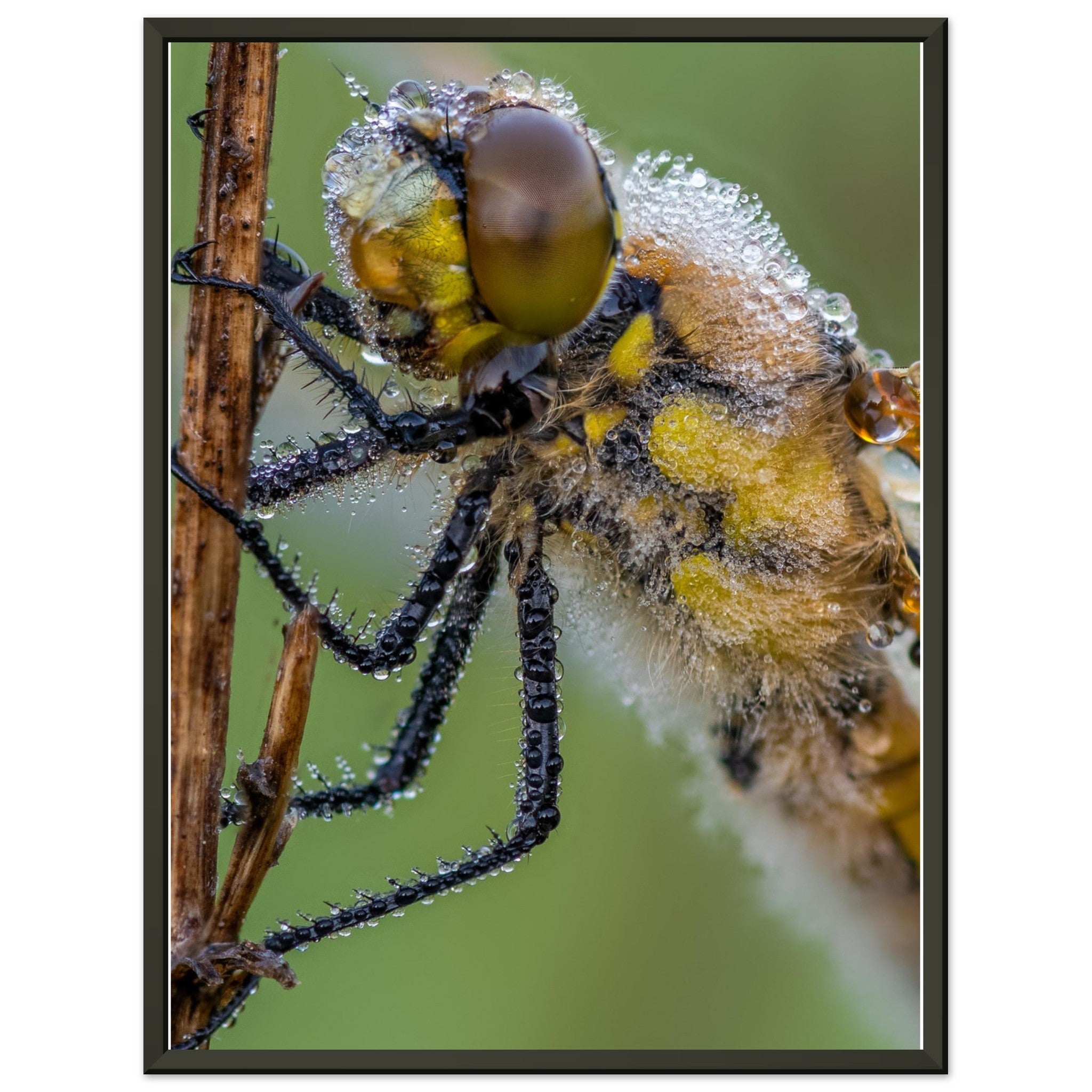 Taufrische Vierfleck Libelle - Printree.ch Auge, Blume, Eleganz, Erfrischend, Farbe, farbig, Fauna, Fliege, Fotografie, Fotografieenthusiasten, Frühling, grün, im Freien, Insekt, Kleine Insekten, Käfer, Liebe zum Detail, Makro, Makrofotografie, Morgenglanz, Nahaufnahme, Natur, Naturliebhaber, Naturwunder, natürlich, Pflanze, Schweizer Natur, schön, Sommer, Tau, Tautropfen, Tierwelt, Tilmann Schnyder, Umwelt, Vierfleck Libelle, wild, Zartheit, Zauberhaft