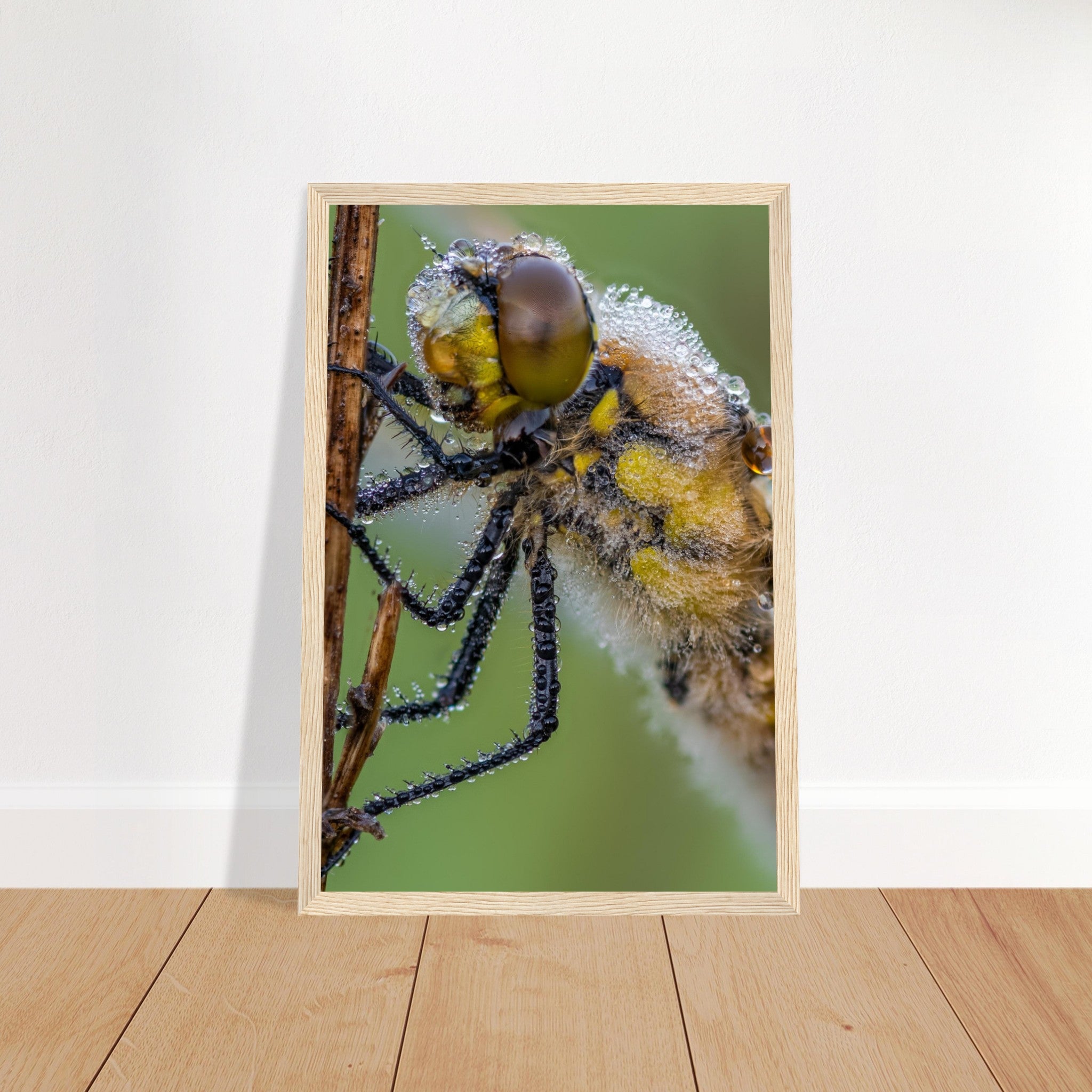 Taufrische Vierfleck Libelle - Printree.ch Auge, Blume, Eleganz, Erfrischend, Farbe, farbig, Fauna, Fliege, Fotografie, Fotografieenthusiasten, Frühling, grün, im Freien, Insekt, Kleine Insekten, Käfer, Liebe zum Detail, Makro, Makrofotografie, Morgenglanz, Nahaufnahme, Natur, Naturliebhaber, Naturwunder, natürlich, Pflanze, Schweizer Natur, schön, Sommer, Tau, Tautropfen, Tierwelt, Tilmann Schnyder, Umwelt, Vierfleck Libelle, wild, Zartheit, Zauberhaft