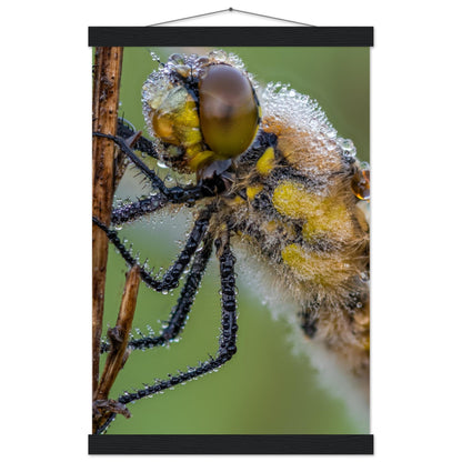 Taufrische Vierfleck Libelle - Printree.ch Auge, Blume, Eleganz, Erfrischend, Farbe, farbig, Fauna, Fliege, Fotografie, Fotografieenthusiasten, Frühling, grün, im Freien, Insekt, Kleine Insekten, Käfer, Liebe zum Detail, Makro, Makrofotografie, Morgenglanz, Nahaufnahme, Natur, Naturliebhaber, Naturwunder, natürlich, Pflanze, Schweizer Natur, schön, Sommer, Tau, Tautropfen, Tierwelt, Tilmann Schnyder, Umwelt, Vierfleck Libelle, wild, Zartheit, Zauberhaft