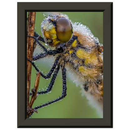 Taufrische Vierfleck Libelle - Printree.ch Auge, Blume, Eleganz, Erfrischend, Farbe, farbig, Fauna, Fliege, Fotografie, Fotografieenthusiasten, Frühling, grün, im Freien, Insekt, Kleine Insekten, Käfer, Liebe zum Detail, Makro, Makrofotografie, Morgenglanz, Nahaufnahme, Natur, Naturliebhaber, Naturwunder, natürlich, Pflanze, Schweizer Natur, schön, Sommer, Tau, Tautropfen, Tierwelt, Tilmann Schnyder, Umwelt, Vierfleck Libelle, wild, Zartheit, Zauberhaft