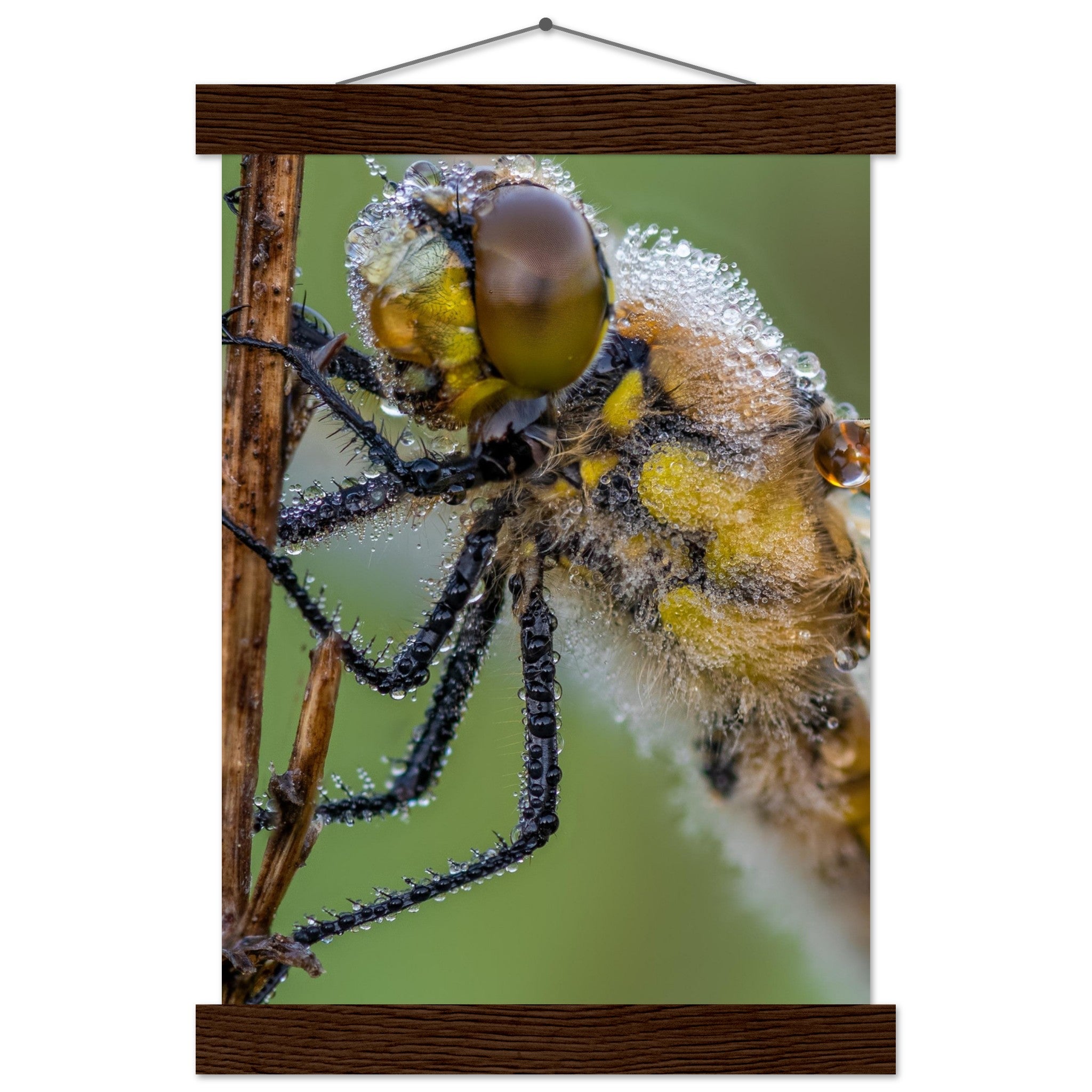 Taufrische Vierfleck Libelle - Printree.ch Auge, Blume, Eleganz, Erfrischend, Farbe, farbig, Fauna, Fliege, Fotografie, Fotografieenthusiasten, Frühling, grün, im Freien, Insekt, Kleine Insekten, Käfer, Liebe zum Detail, Makro, Makrofotografie, Morgenglanz, Nahaufnahme, Natur, Naturliebhaber, Naturwunder, natürlich, Pflanze, Schweizer Natur, schön, Sommer, Tau, Tautropfen, Tierwelt, Tilmann Schnyder, Umwelt, Vierfleck Libelle, wild, Zartheit, Zauberhaft