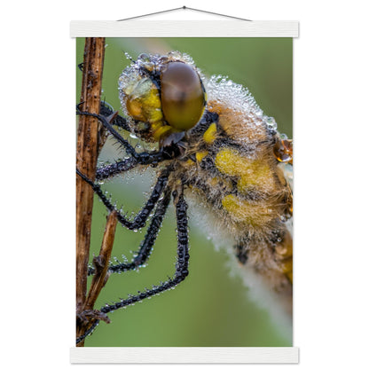 Taufrische Vierfleck Libelle - Printree.ch Auge, Blume, Eleganz, Erfrischend, Farbe, farbig, Fauna, Fliege, Fotografie, Fotografieenthusiasten, Frühling, grün, im Freien, Insekt, Kleine Insekten, Käfer, Liebe zum Detail, Makro, Makrofotografie, Morgenglanz, Nahaufnahme, Natur, Naturliebhaber, Naturwunder, natürlich, Pflanze, Schweizer Natur, schön, Sommer, Tau, Tautropfen, Tierwelt, Tilmann Schnyder, Umwelt, Vierfleck Libelle, wild, Zartheit, Zauberhaft