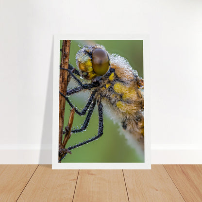 Taufrische Vierfleck Libelle - Printree.ch Auge, Blume, Eleganz, Erfrischend, Farbe, farbig, Fauna, Fliege, Fotografie, Fotografieenthusiasten, Frühling, grün, im Freien, Insekt, Kleine Insekten, Käfer, Liebe zum Detail, Makro, Makrofotografie, Morgenglanz, Nahaufnahme, Natur, Naturliebhaber, Naturwunder, natürlich, Pflanze, Schweizer Natur, schön, Sommer, Tau, Tautropfen, Tierwelt, Tilmann Schnyder, Umwelt, Vierfleck Libelle, wild, Zartheit, Zauberhaft