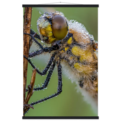 Taufrische Vierfleck Libelle - Printree.ch Auge, Blume, Eleganz, Erfrischend, Farbe, farbig, Fauna, Fliege, Fotografie, Fotografieenthusiasten, Frühling, grün, im Freien, Insekt, Kleine Insekten, Käfer, Liebe zum Detail, Makro, Makrofotografie, Morgenglanz, Nahaufnahme, Natur, Naturliebhaber, Naturwunder, natürlich, Pflanze, Schweizer Natur, schön, Sommer, Tau, Tautropfen, Tierwelt, Tilmann Schnyder, Umwelt, Vierfleck Libelle, wild, Zartheit, Zauberhaft