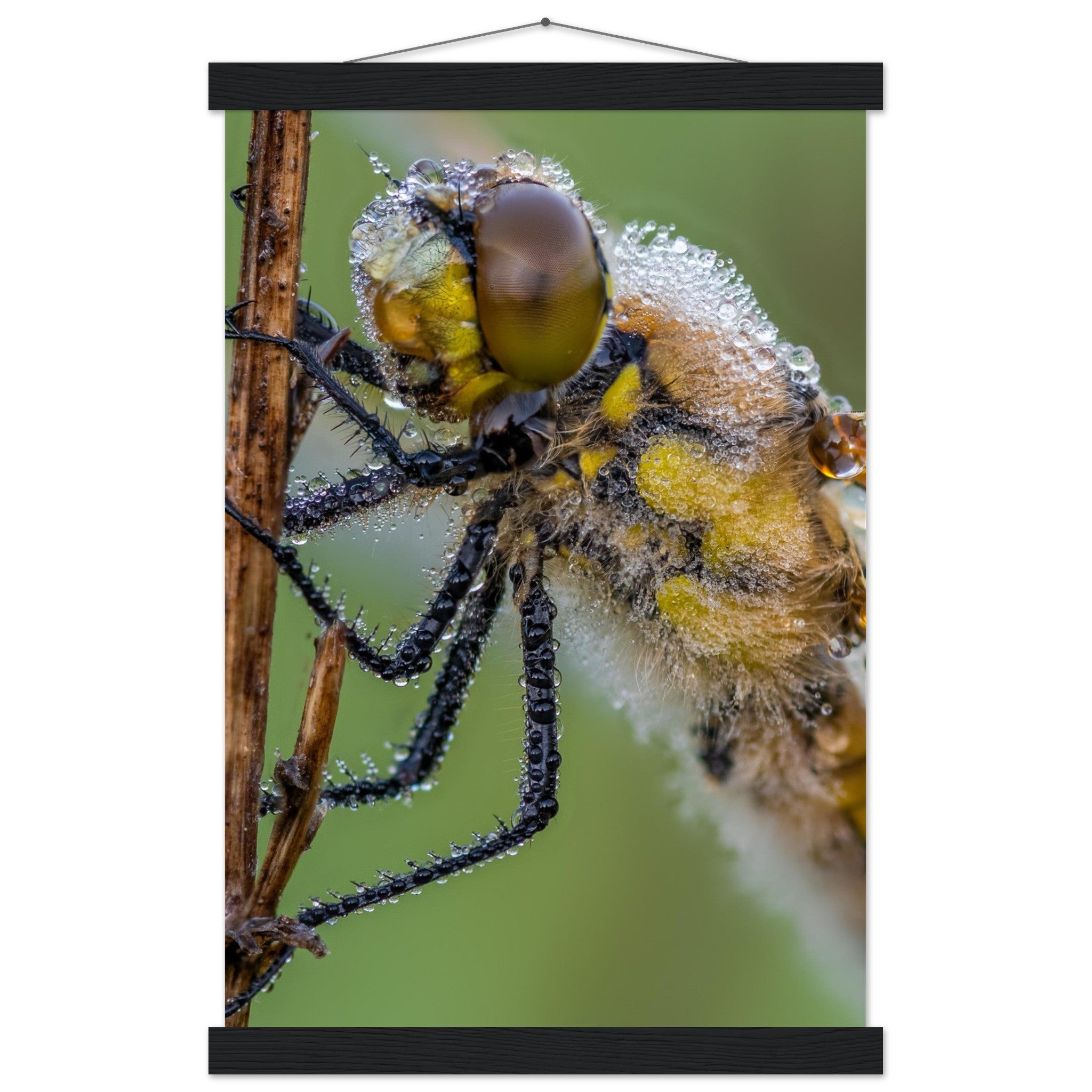 Taufrische Vierfleck Libelle - Printree.ch Auge, Blume, Eleganz, Erfrischend, Farbe, farbig, Fauna, Fliege, Fotografie, Fotografieenthusiasten, Frühling, grün, im Freien, Insekt, Kleine Insekten, Käfer, Liebe zum Detail, Makro, Makrofotografie, Morgenglanz, Nahaufnahme, Natur, Naturliebhaber, Naturwunder, natürlich, Pflanze, Schweizer Natur, schön, Sommer, Tau, Tautropfen, Tierwelt, Tilmann Schnyder, Umwelt, Vierfleck Libelle, wild, Zartheit, Zauberhaft