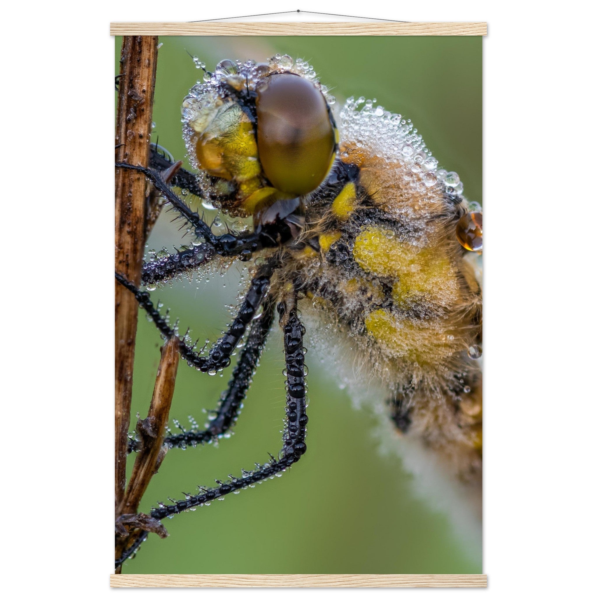 Taufrische Vierfleck Libelle - Printree.ch Auge, Blume, Eleganz, Erfrischend, Farbe, farbig, Fauna, Fliege, Fotografie, Fotografieenthusiasten, Frühling, grün, im Freien, Insekt, Kleine Insekten, Käfer, Liebe zum Detail, Makro, Makrofotografie, Morgenglanz, Nahaufnahme, Natur, Naturliebhaber, Naturwunder, natürlich, Pflanze, Schweizer Natur, schön, Sommer, Tau, Tautropfen, Tierwelt, Tilmann Schnyder, Umwelt, Vierfleck Libelle, wild, Zartheit, Zauberhaft