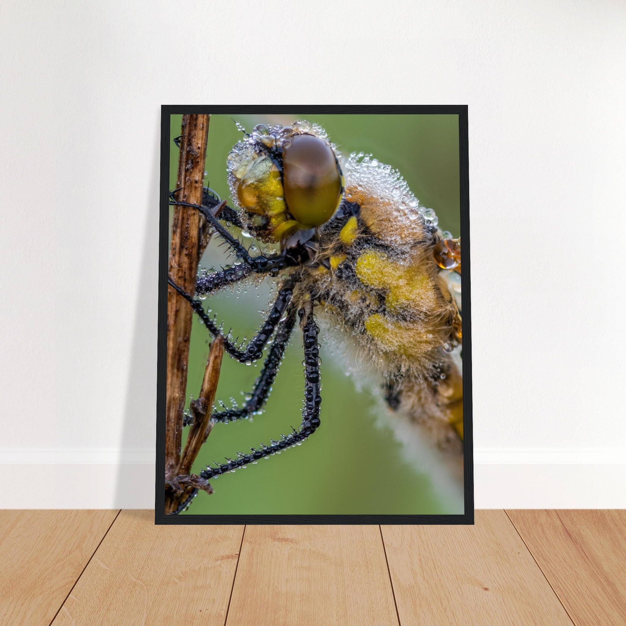 Taufrische Vierfleck Libelle - Printree.ch Auge, Blume, Eleganz, Erfrischend, Farbe, farbig, Fauna, Fliege, Fotografie, Fotografieenthusiasten, Frühling, grün, im Freien, Insekt, Kleine Insekten, Käfer, Liebe zum Detail, Makro, Makrofotografie, Morgenglanz, Nahaufnahme, Natur, Naturliebhaber, Naturwunder, natürlich, Pflanze, Schweizer Natur, schön, Sommer, Tau, Tautropfen, Tierwelt, Tilmann Schnyder, Umwelt, Vierfleck Libelle, wild, Zartheit, Zauberhaft