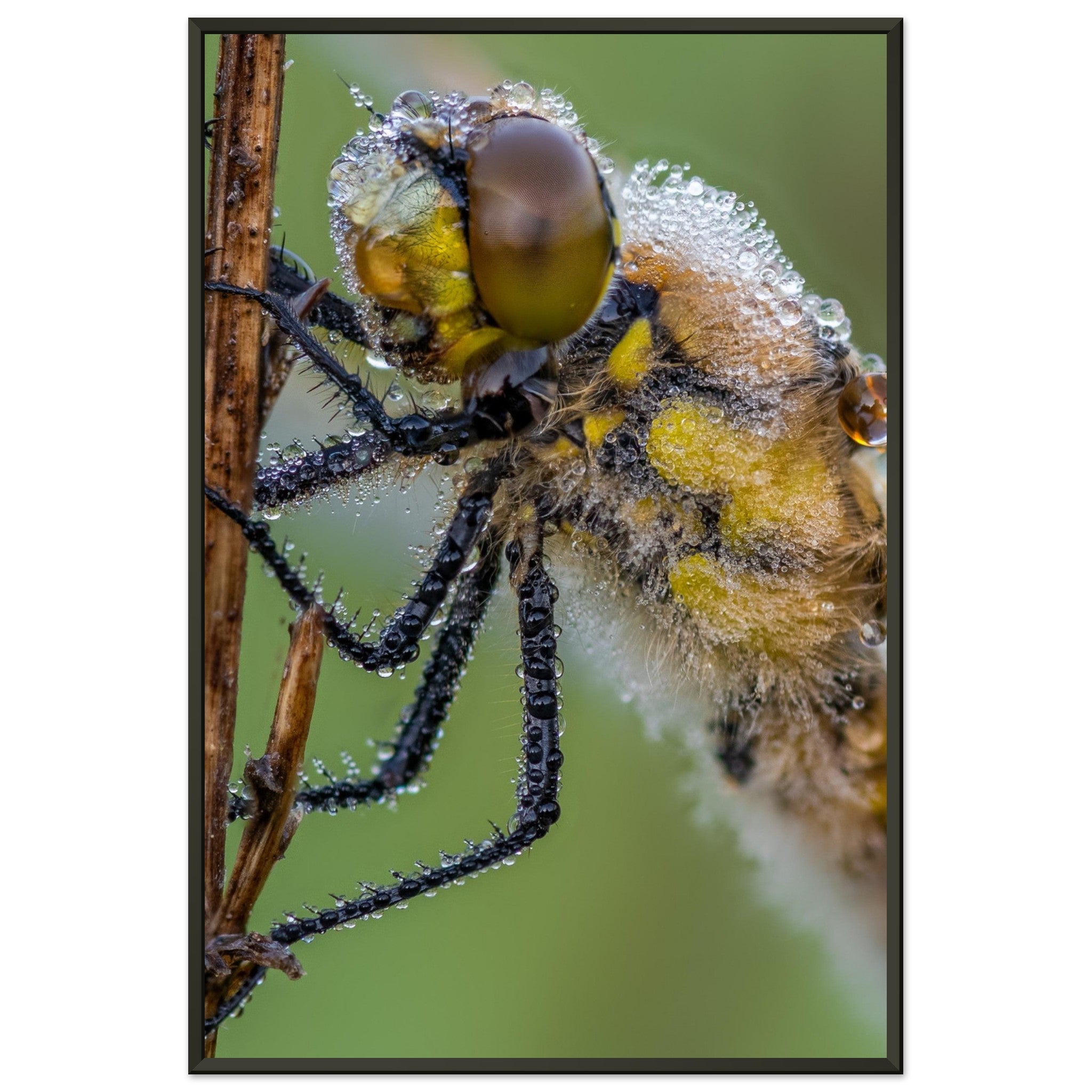 Taufrische Vierfleck Libelle - Printree.ch Auge, Blume, Eleganz, Erfrischend, Farbe, farbig, Fauna, Fliege, Fotografie, Fotografieenthusiasten, Frühling, grün, im Freien, Insekt, Kleine Insekten, Käfer, Liebe zum Detail, Makro, Makrofotografie, Morgenglanz, Nahaufnahme, Natur, Naturliebhaber, Naturwunder, natürlich, Pflanze, Schweizer Natur, schön, Sommer, Tau, Tautropfen, Tierwelt, Tilmann Schnyder, Umwelt, Vierfleck Libelle, wild, Zartheit, Zauberhaft