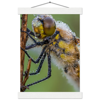 Taufrische Vierfleck Libelle - Printree.ch Auge, Blume, Eleganz, Erfrischend, Farbe, farbig, Fauna, Fliege, Fotografie, Fotografieenthusiasten, Frühling, grün, im Freien, Insekt, Kleine Insekten, Käfer, Liebe zum Detail, Makro, Makrofotografie, Morgenglanz, Nahaufnahme, Natur, Naturliebhaber, Naturwunder, natürlich, Pflanze, Schweizer Natur, schön, Sommer, Tau, Tautropfen, Tierwelt, Tilmann Schnyder, Umwelt, Vierfleck Libelle, wild, Zartheit, Zauberhaft