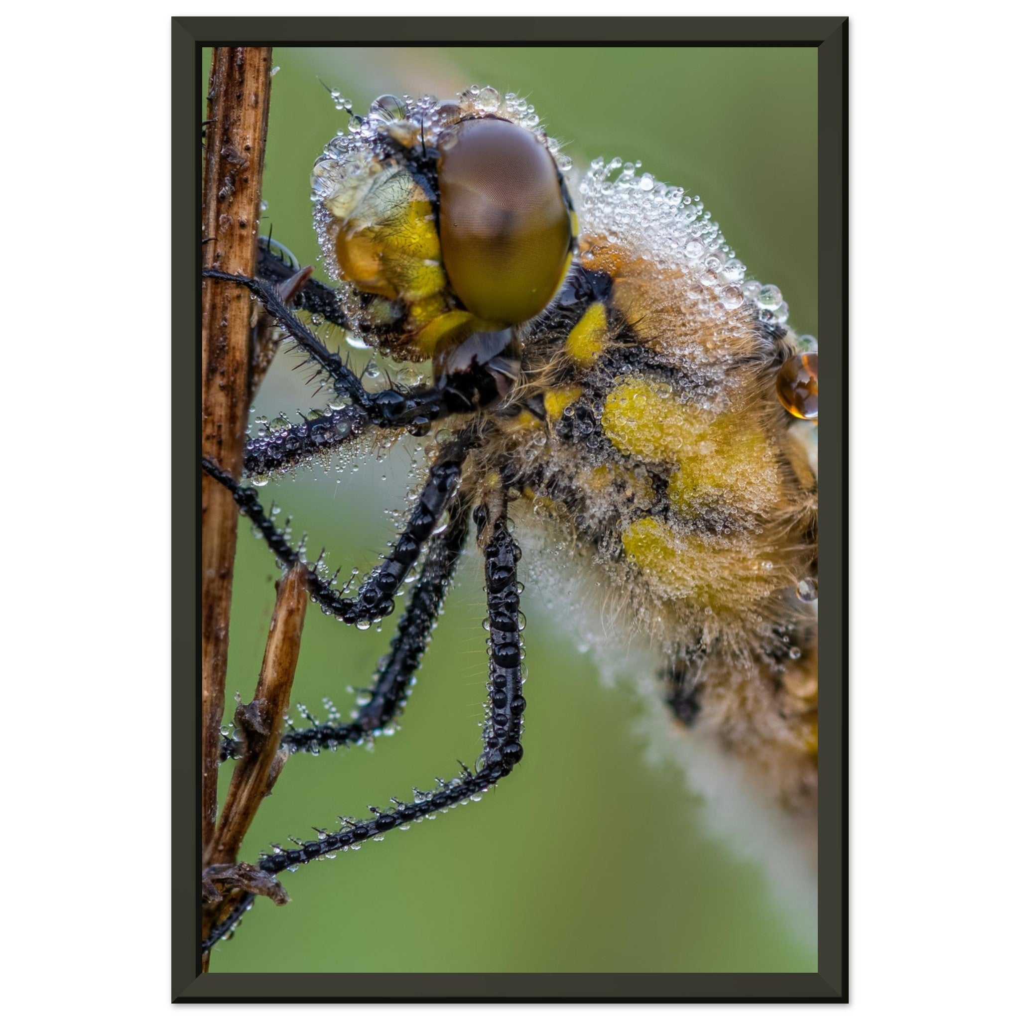 Taufrische Vierfleck Libelle - Printree.ch Auge, Blume, Eleganz, Erfrischend, Farbe, farbig, Fauna, Fliege, Fotografie, Fotografieenthusiasten, Frühling, grün, im Freien, Insekt, Kleine Insekten, Käfer, Liebe zum Detail, Makro, Makrofotografie, Morgenglanz, Nahaufnahme, Natur, Naturliebhaber, Naturwunder, natürlich, Pflanze, Schweizer Natur, schön, Sommer, Tau, Tautropfen, Tierwelt, Tilmann Schnyder, Umwelt, Vierfleck Libelle, wild, Zartheit, Zauberhaft