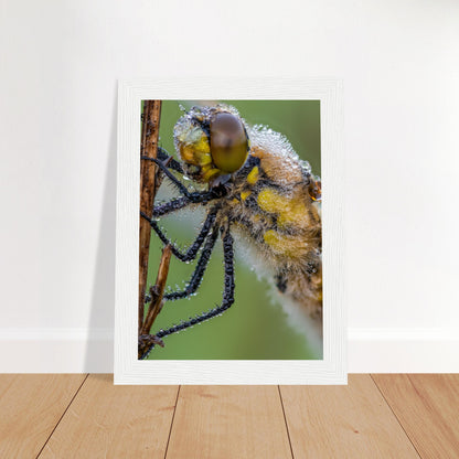 Taufrische Vierfleck Libelle - Printree.ch Auge, Blume, Eleganz, Erfrischend, Farbe, farbig, Fauna, Fliege, Fotografie, Fotografieenthusiasten, Frühling, grün, im Freien, Insekt, Kleine Insekten, Käfer, Liebe zum Detail, Makro, Makrofotografie, Morgenglanz, Nahaufnahme, Natur, Naturliebhaber, Naturwunder, natürlich, Pflanze, Schweizer Natur, schön, Sommer, Tau, Tautropfen, Tierwelt, Tilmann Schnyder, Umwelt, Vierfleck Libelle, wild, Zartheit, Zauberhaft