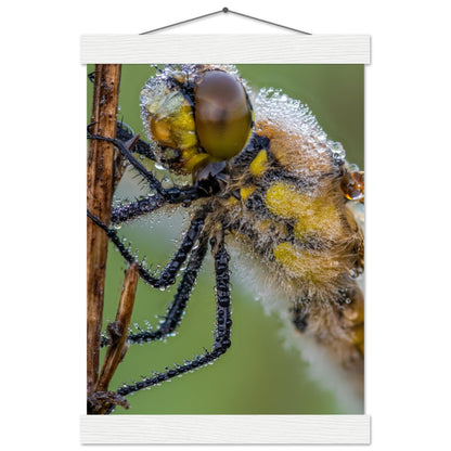 Taufrische Vierfleck Libelle - Printree.ch Auge, Blume, Eleganz, Erfrischend, Farbe, farbig, Fauna, Fliege, Fotografie, Fotografieenthusiasten, Frühling, grün, im Freien, Insekt, Kleine Insekten, Käfer, Liebe zum Detail, Makro, Makrofotografie, Morgenglanz, Nahaufnahme, Natur, Naturliebhaber, Naturwunder, natürlich, Pflanze, Schweizer Natur, schön, Sommer, Tau, Tautropfen, Tierwelt, Tilmann Schnyder, Umwelt, Vierfleck Libelle, wild, Zartheit, Zauberhaft