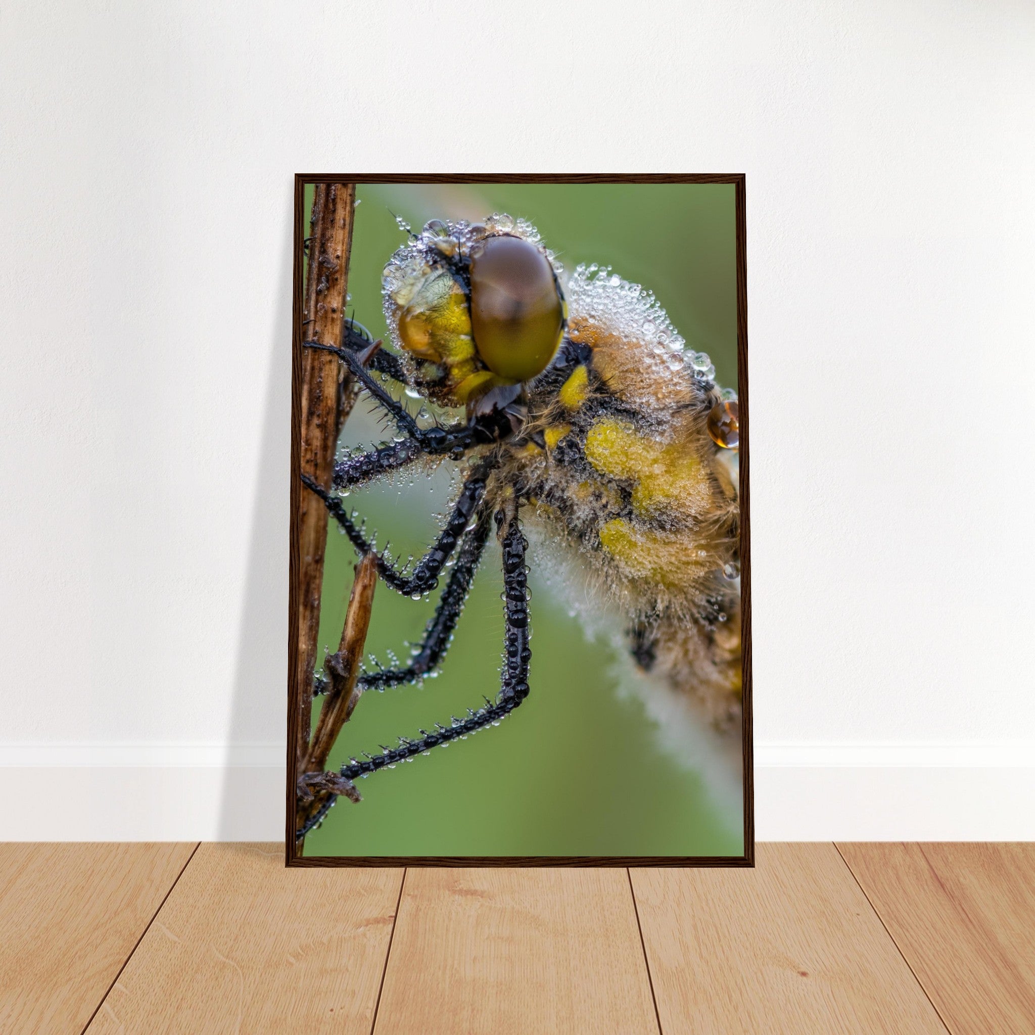 Taufrische Vierfleck Libelle - Printree.ch Auge, Blume, Eleganz, Erfrischend, Farbe, farbig, Fauna, Fliege, Fotografie, Fotografieenthusiasten, Frühling, grün, im Freien, Insekt, Kleine Insekten, Käfer, Liebe zum Detail, Makro, Makrofotografie, Morgenglanz, Nahaufnahme, Natur, Naturliebhaber, Naturwunder, natürlich, Pflanze, Schweizer Natur, schön, Sommer, Tau, Tautropfen, Tierwelt, Tilmann Schnyder, Umwelt, Vierfleck Libelle, wild, Zartheit, Zauberhaft