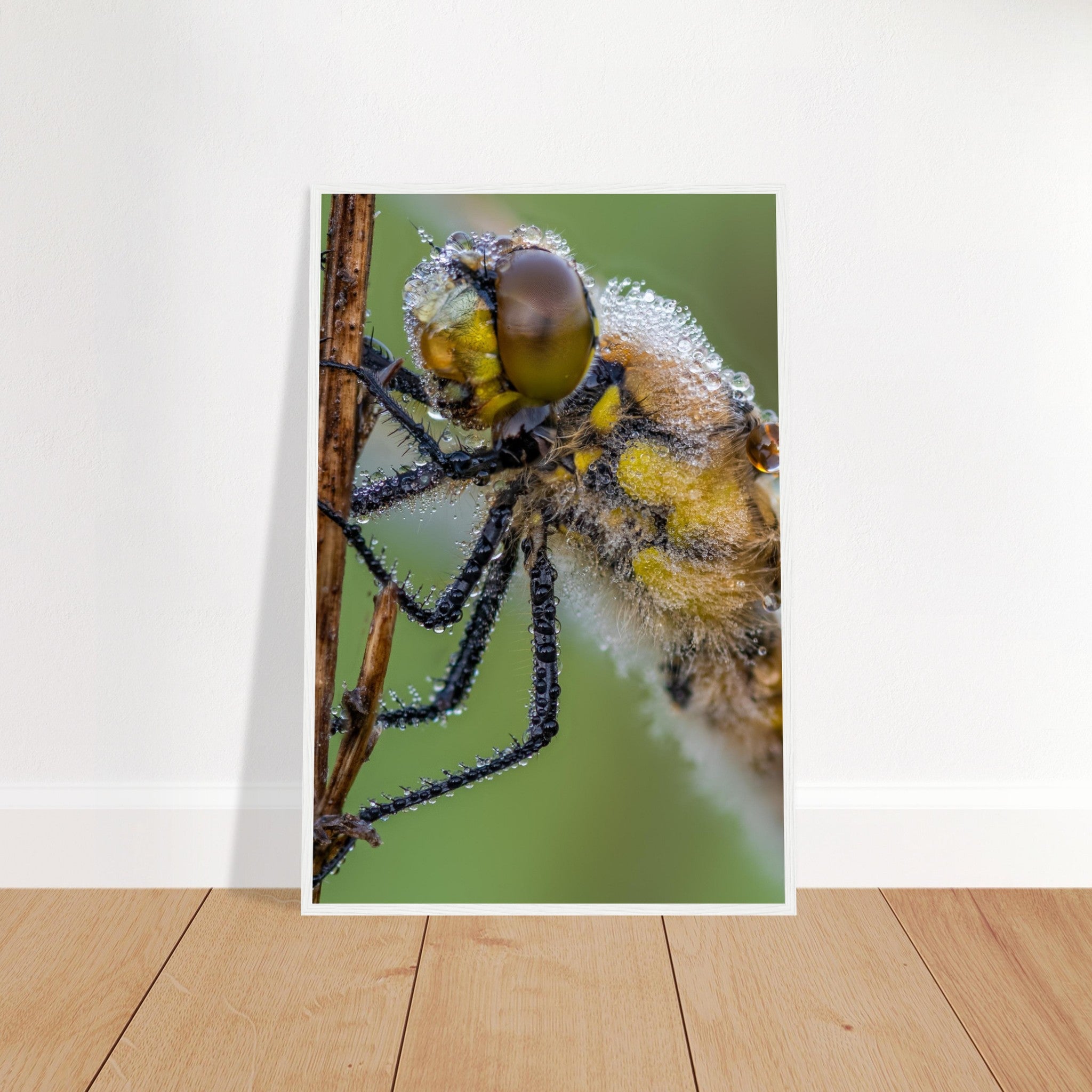 Taufrische Vierfleck Libelle - Printree.ch Auge, Blume, Eleganz, Erfrischend, Farbe, farbig, Fauna, Fliege, Fotografie, Fotografieenthusiasten, Frühling, grün, im Freien, Insekt, Kleine Insekten, Käfer, Liebe zum Detail, Makro, Makrofotografie, Morgenglanz, Nahaufnahme, Natur, Naturliebhaber, Naturwunder, natürlich, Pflanze, Schweizer Natur, schön, Sommer, Tau, Tautropfen, Tierwelt, Tilmann Schnyder, Umwelt, Vierfleck Libelle, wild, Zartheit, Zauberhaft