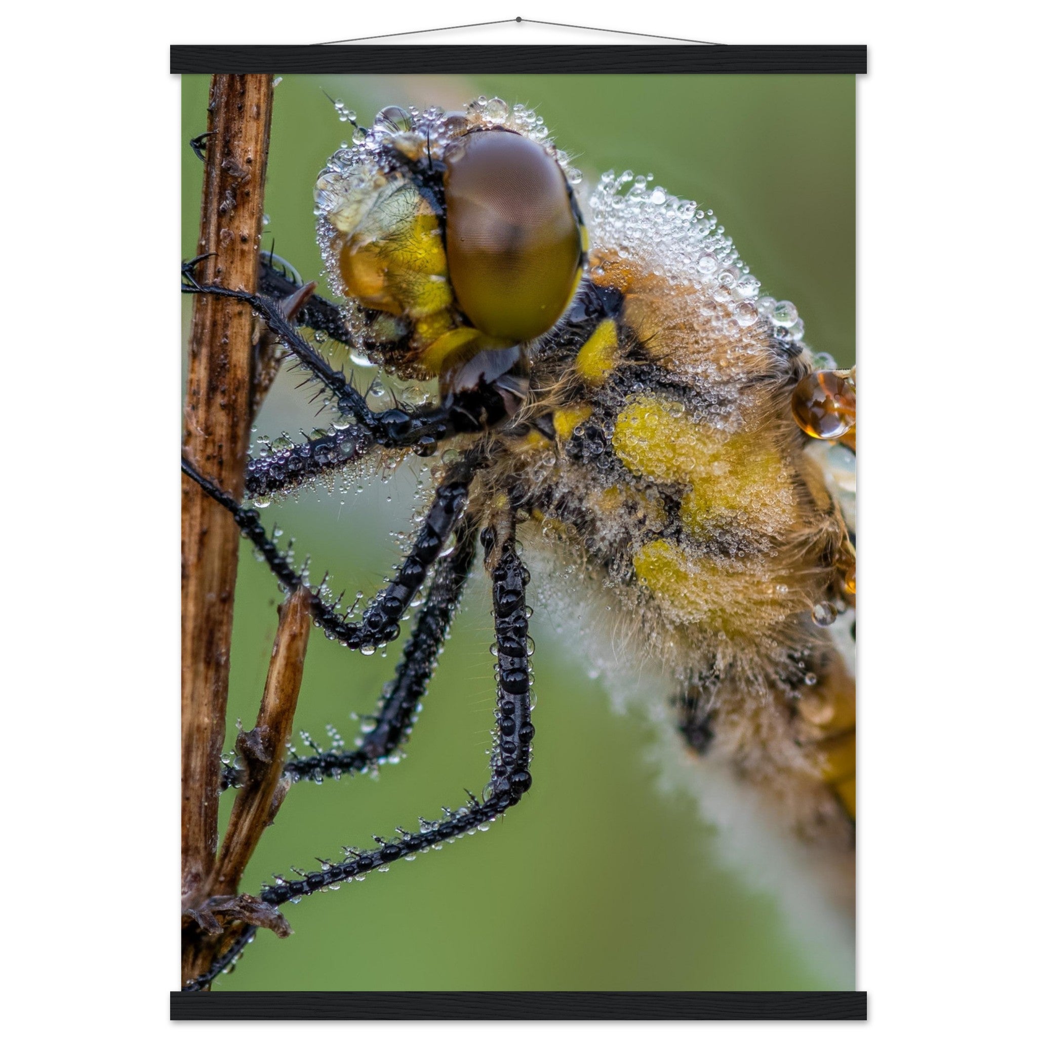 Taufrische Vierfleck Libelle - Printree.ch Auge, Blume, Eleganz, Erfrischend, Farbe, farbig, Fauna, Fliege, Fotografie, Fotografieenthusiasten, Frühling, grün, im Freien, Insekt, Kleine Insekten, Käfer, Liebe zum Detail, Makro, Makrofotografie, Morgenglanz, Nahaufnahme, Natur, Naturliebhaber, Naturwunder, natürlich, Pflanze, Schweizer Natur, schön, Sommer, Tau, Tautropfen, Tierwelt, Tilmann Schnyder, Umwelt, Vierfleck Libelle, wild, Zartheit, Zauberhaft