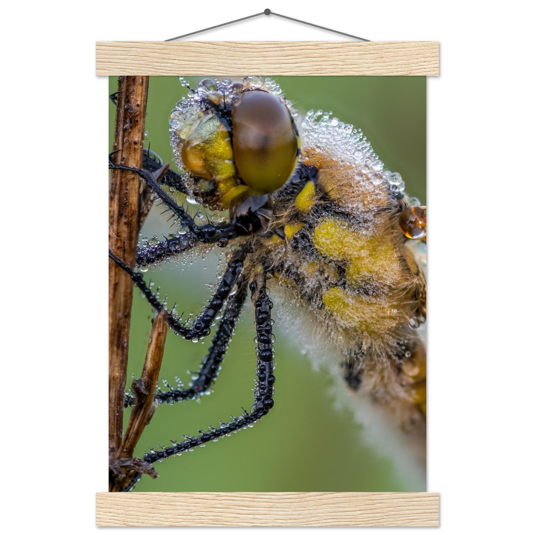 Taufrische Vierfleck Libelle - Printree.ch Auge, Blume, Eleganz, Erfrischend, Farbe, farbig, Fauna, Fliege, Fotografie, Fotografieenthusiasten, Frühling, grün, im Freien, Insekt, Kleine Insekten, Käfer, Liebe zum Detail, Makro, Makrofotografie, Morgenglanz, Nahaufnahme, Natur, Naturliebhaber, Naturwunder, natürlich, Pflanze, Schweizer Natur, schön, Sommer, Tau, Tautropfen, Tierwelt, Tilmann Schnyder, Umwelt, Vierfleck Libelle, wild, Zartheit, Zauberhaft