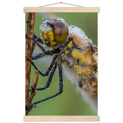 Taufrische Vierfleck Libelle - Printree.ch Auge, Blume, Eleganz, Erfrischend, Farbe, farbig, Fauna, Fliege, Fotografie, Fotografieenthusiasten, Frühling, grün, im Freien, Insekt, Kleine Insekten, Käfer, Liebe zum Detail, Makro, Makrofotografie, Morgenglanz, Nahaufnahme, Natur, Naturliebhaber, Naturwunder, natürlich, Pflanze, Schweizer Natur, schön, Sommer, Tau, Tautropfen, Tierwelt, Tilmann Schnyder, Umwelt, Vierfleck Libelle, wild, Zartheit, Zauberhaft